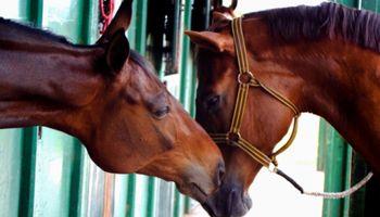 Mapa confirma 245 mortes de cavalos por ração contaminada e vê “caso inédito”