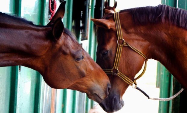 Mapa confirma 245 mortes de cavalos por ração contaminada e vê “caso inédito”