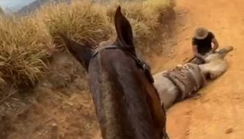 Cavalo mutilado em SP gera revolta e mobiliza famosos nas redes sociais: “justiça”