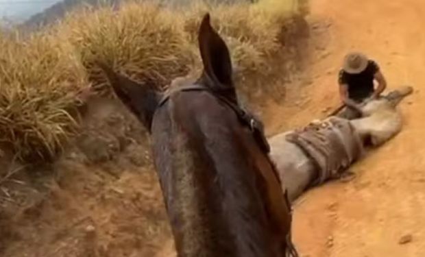 Caso viralizou e mobilizou celebridades em defesa do animal.  (Foto - Reprodução TV)