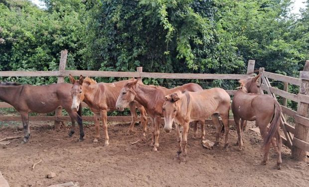 No local, foram encontrados cerca de 40 animais em condições degradantes, sem acesso a água e alimento. (Foto - Agrodefesa)