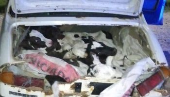 Tenían ocho terneros en un baúl: insólito operativo policial en Cayastá tras detectar un Peugeot 504 repleto de ganado