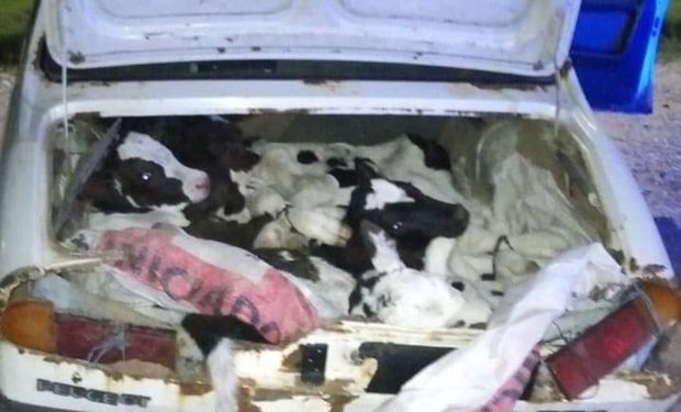 Tenían ocho terneros en un baúl: insólito operativo policial en Cayastá tras detectar un Peugeot 504 repleto de ganado