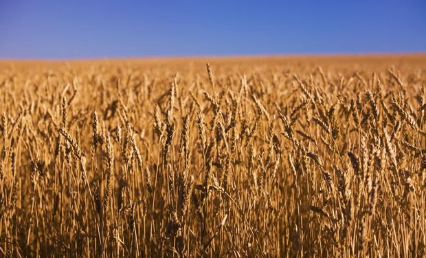 Soja y trigo suben en Chicago por la reaparición de China y la expectativa de mayor demanda