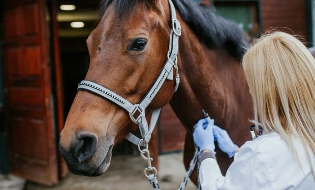 Encefalomielitis equina: Santa Fe refuerza los cuidados y recomendaciones en las poblaciones rurales