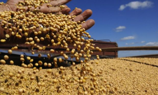 Estimaciones de rinde americano poco alentadores para el mercado local.