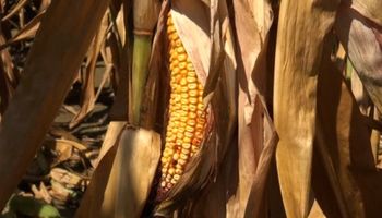 CBOT: el maíz se llevó la peor parte a lo largo de la semana