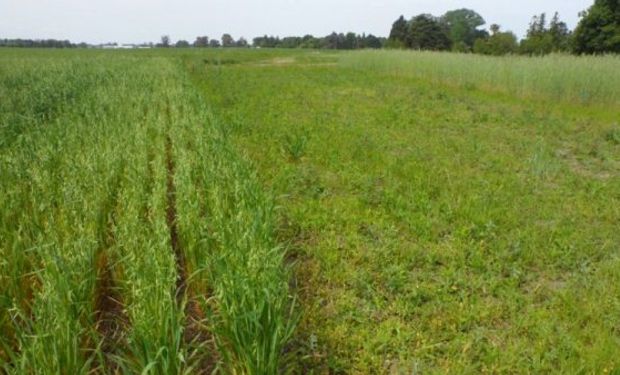 CC como moduladores de la emergencia de malezas en sistemas agrícolas