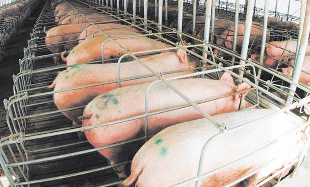 Para Agroindustria la producción de cerdo creció un 8,4% el año pasado.