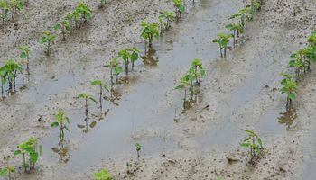 Lluvias generalizadas: las zonas que más milímetros recibieron y cómo sigue el tiempo para el agro