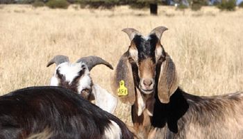Paso a paso: recomendaciones para un manejo adecuado de las pariciones en caprinos y ovinos