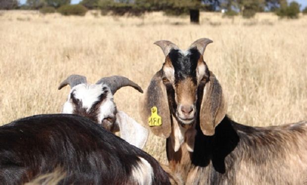 Paso a paso: recomendaciones para un manejo adecuado de las pariciones en caprinos y ovinos
