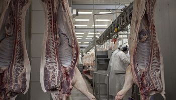 La carne porcina argentina dirá presente en Singapur