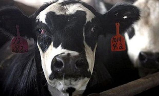 Brasil analiza un posible caso de “vaca loca” y hay preocupación en la cadena comercial