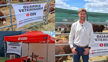 La guardia ganadera de 24 horas: el equipo veterinario que cuida a los animales de Expoagro 2026