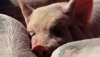 Aplicar ventiladores, goteos y nebulizadores: recomendaciones y sugerencias para prevenir el estrés térmico en cerdos