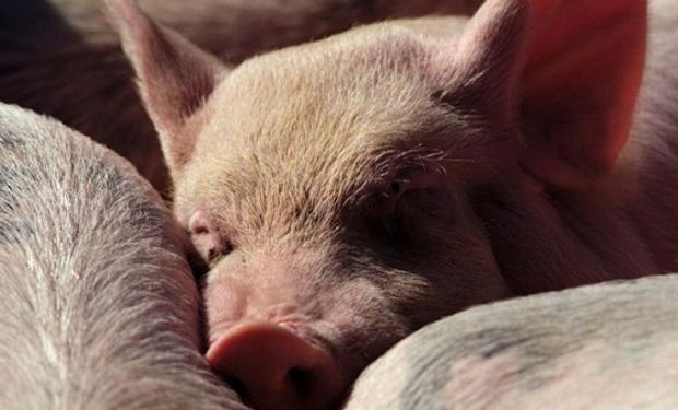 Aplicar ventiladores, goteos y nebulizadores: recomendaciones y sugerencias para prevenir el estrés térmico en cerdos