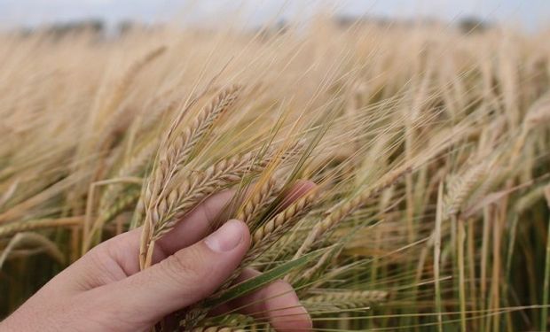 Buenos Aires concentra el 97% de la producción de cebada.