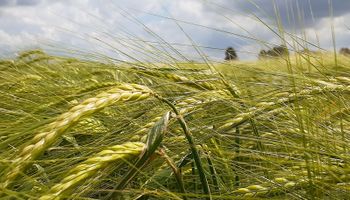 Las cuatro razones agronómicas por las que avanza la cebada en la principal zona triguera