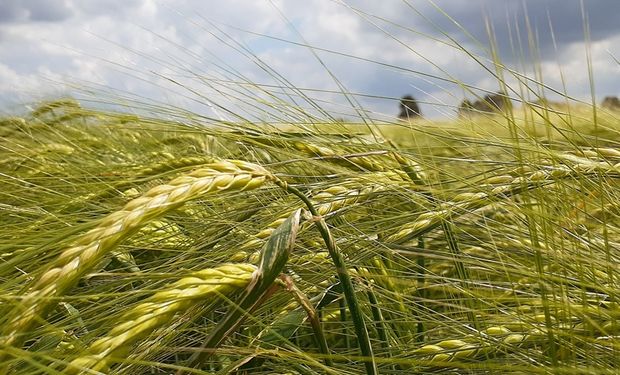 Las cuatro razones agronómicas por las que avanza la cebada en la principal zona triguera