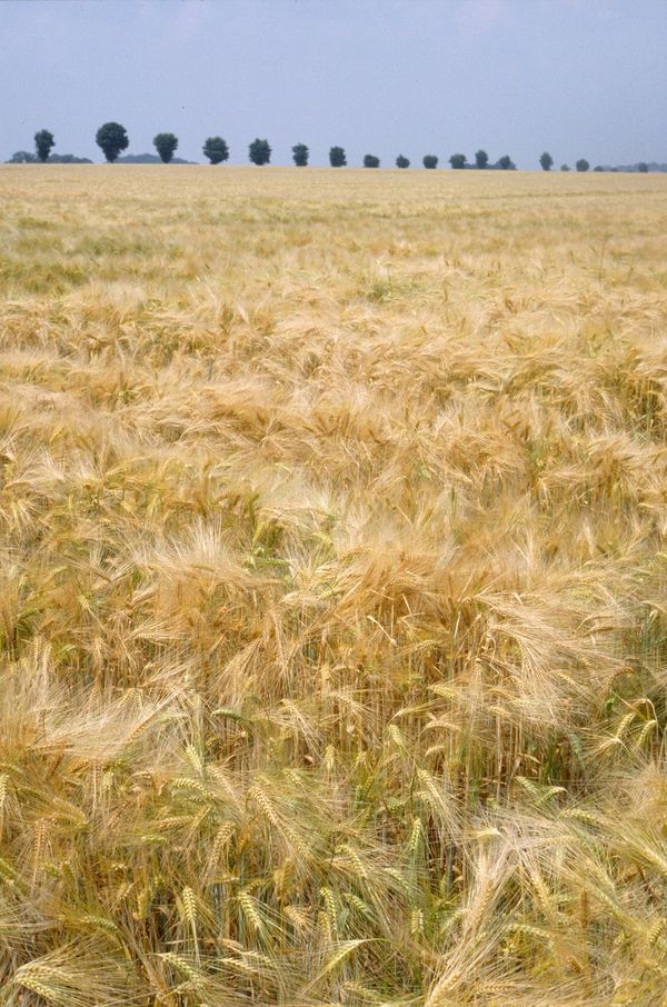 ragt semillas y syngenta