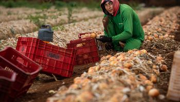 Cebola é a primeira hortaliça incluída no Programa de Zoneamento Climático