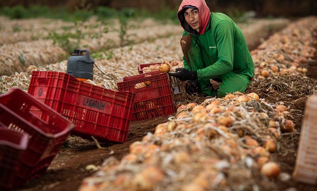 Cebola é a primeira hortaliça incluída no Programa de Zoneamento Climático