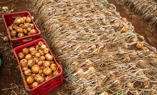 Entre as maiores altas individuais estão os preços da cebola nacional (44,42%) e da batata lavada (24,58%). (foto - Sistema CNA/Senar)