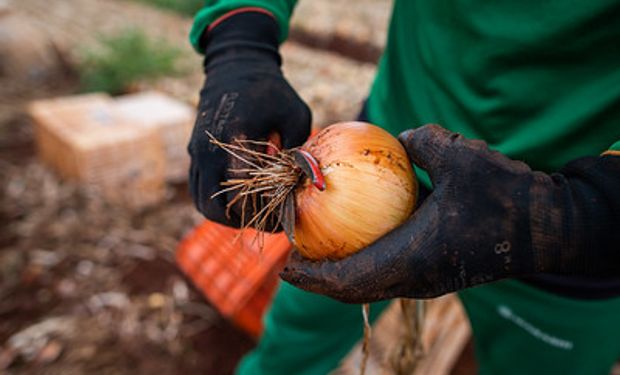 Os preços dos alimentos subiram 0,78%, influenciados pelas altas da cebola (26,18%) e do tomate (19,73%). (foto - Sistema CNA/Senar)