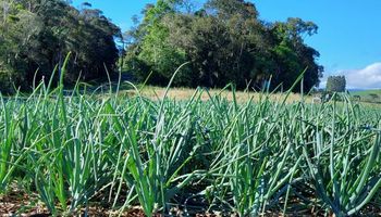 Uso de biocarvão melhora produção de cebola em Santa Catarina