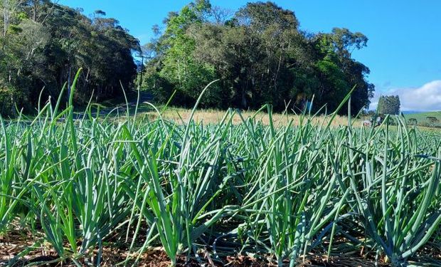 Uso de biocarvão melhora produção de cebola em Santa Catarina