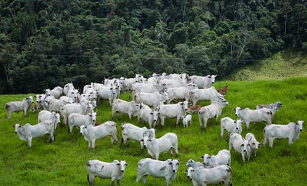 Inflação fez consumidor reduzir consumo de carne bovina em 2022. (foto - Sistema CNA/Senar)