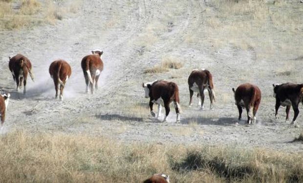 Desde el 2011 en adelante se observaron pérdidas de la condición corporal de casi 2 puntos y se registraron pérdidas de más del 20% en todas las variables productivas.