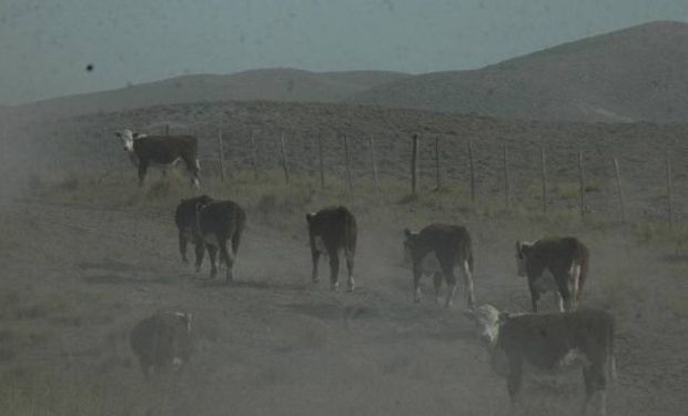 Se acumularon entre 3 y 7 centímetros de cenizas por lo que en los próximos meses los animales no tendrán comida.