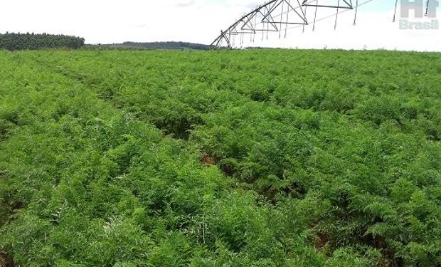 Chuva de granizo afetou também lavouras de café e de laranja. (foto - divulgação HF Brasil)