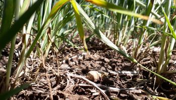 La condición del trigo mejora gracias al clima