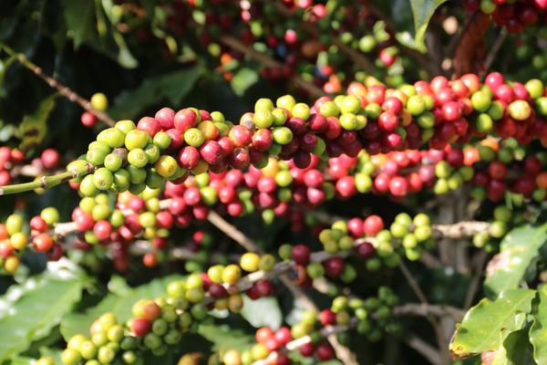 centro-excelencia-cafe-mg-2025