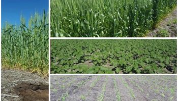 Lluvias calmaron la intranquilidad de los productores