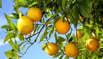 Cepea: chuvas favorecem citros, mas produção ainda depende de maior volume