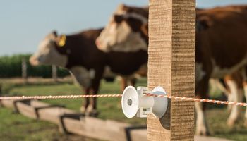 Consejos de expertos en ganadería: qué hay que tener en cuenta para instalar un cerco eléctrico