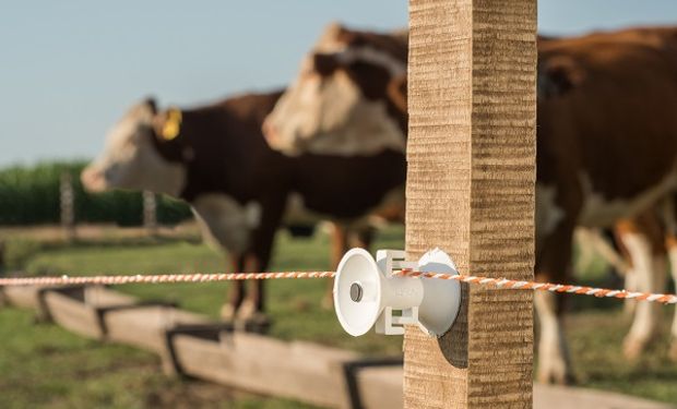 Consejos de expertos en ganadería: qué hay que tener en cuenta para instalar un cerco eléctrico