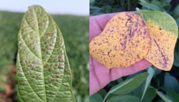 Soja: las enfermedades que ponen en riesgo hasta un 30% del rinde en zonas clave