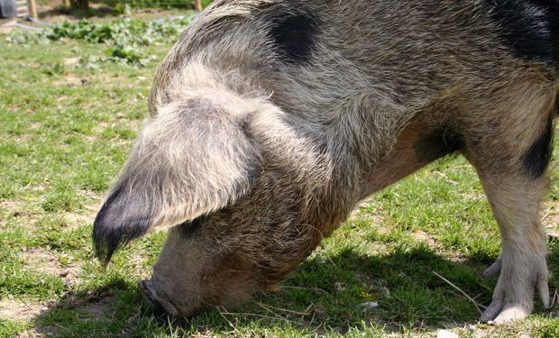 La producción de carne de cerdo crecerá más del 15% este año