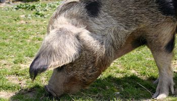 SENASA advierte por triquinosis
