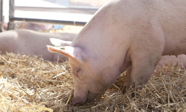 Cerdo: ¿quién es quién entre las granjas de la Argentina?