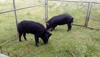 Un cerdo autóctono con capacidades de autosuficiencia