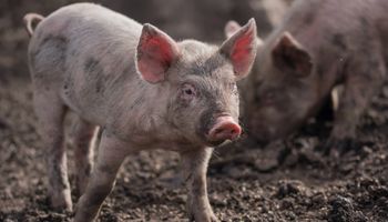 Sacrifican miles de cerdos por el brote de peste porcina africana en República Dominicana