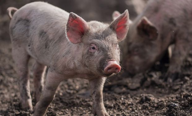 Sacrifican miles de cerdos por el brote de peste porcina africana en República Dominicana