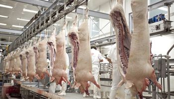 El sector porcino señaló que la actividad es rentable y que con apoyo “no tiene techo”