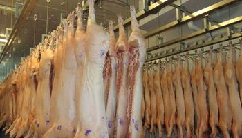 Argentina comenzará a exportar carne de cerdo a China
